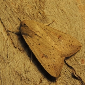 Mythimna (Pseudaletia) convecta at Conder, ACT - 21 Aug 2017 11:41 PM