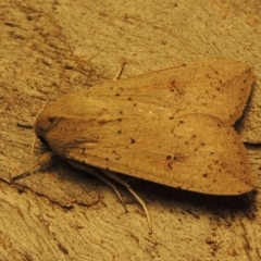 Mythimna (Pseudaletia) convecta at Conder, ACT - 21 Aug 2017 11:41 PM