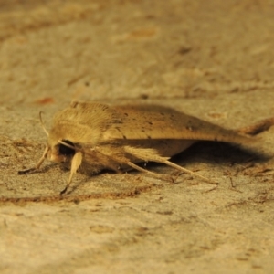 Mythimna (Pseudaletia) convecta at Conder, ACT - 21 Aug 2017