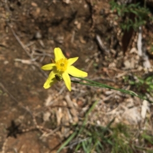 Tricoryne elatior at Tennent, ACT - 21 Nov 2016