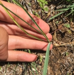 Tricoryne elatior at Tennent, ACT - 21 Nov 2016