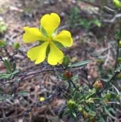 Hibbertia obtusifolia (Grey Guinea-flower) at Tennent, ACT - 21 Nov 2016 by TobiasHayashi