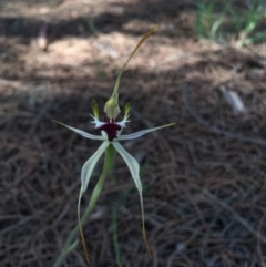 Caladenia parva (Brown-clubbed spider orchid) at Tennent, ACT - 21 Nov 2016 by TobiasHayashi