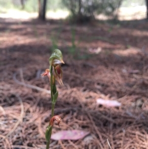 Oligochaetochilus aciculiformis at Tennent, ACT - 21 Nov 2016