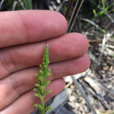 Microtis parviflora (Slender Onion Orchid) at Tennent, ACT - 21 Nov 2016 by TobiasHayashi