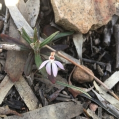 Caladenia fuscata (Dusky Fingers) at Acton, ACT - 6 Sep 2017 by TobiasHayashi