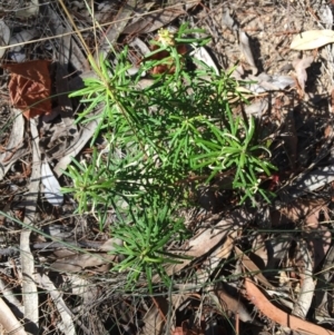 Astrotricha sp. Wallagaraugh (R.O.Makinson 1228) NSW Herbarium at Tura Beach, NSW - 7 Sep 2017