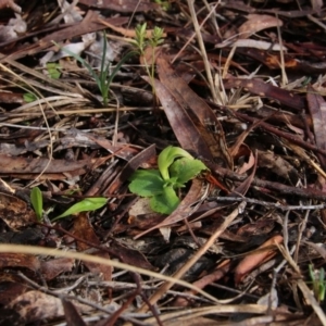 Pterostylis nutans at Canberra Central, ACT - 7 Sep 2017