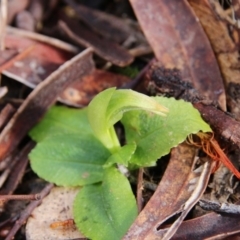 Pterostylis nutans at Canberra Central, ACT - 7 Sep 2017