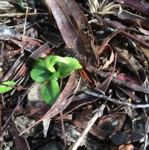 Pterostylis nutans at Canberra Central, ACT - 7 Sep 2017