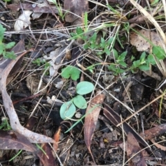 Diplodium sp. (A Greenhood) at Mount Majura - 7 Sep 2017 by petersan