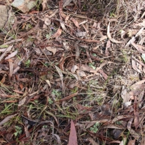 Diplodium sp. at Canberra Central, ACT - suppressed