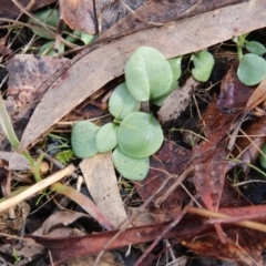 Diplodium sp. at Canberra Central, ACT - 7 Sep 2017