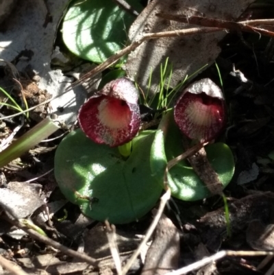 Corysanthes incurva (Slaty Helmet Orchid) by MattM