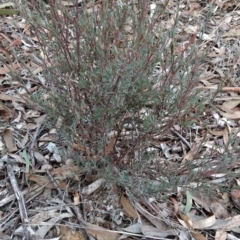 Unverified at Aranda Bushland - 7 Sep 2017 by MattM