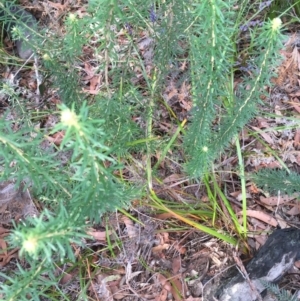 Astrotricha sp. Wallagaraugh (R.O.Makinson 1228) NSW Herbarium at Bournda, NSW - 7 Sep 2017