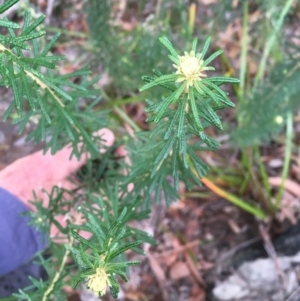 Astrotricha sp. Wallagaraugh (R.O.Makinson 1228) NSW Herbarium at Bournda, NSW - 7 Sep 2017