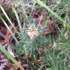 Astrotricha sp. Wallagaraugh (R.O.Makinson 1228) NSW Herbarium at Bournda, NSW - 7 Sep 2017