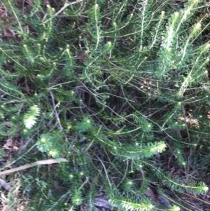 Astrotricha sp. Wallagaraugh (R.O.Makinson 1228) NSW Herbarium at Tura Beach, NSW - suppressed