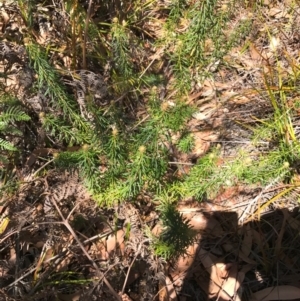 Astrotricha sp. Wallagaraugh (R.O.Makinson 1228) NSW Herbarium at Tura Beach, NSW - suppressed