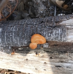 Unidentified Fungus at Tura Beach, NSW - 7 Sep 2017 by May