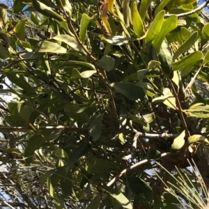 Amyema congener subsp. congener at Tura Beach, NSW - 7 Sep 2017