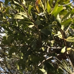Amyema congener subsp. congener (A Mistletoe) at Tura Beach, NSW - 7 Sep 2017 by May