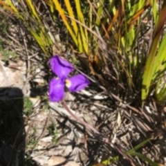 Patersonia (genus) at Towamba, NSW - 7 Sep 2017 by May