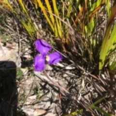 Patersonia sp. at Towamba, NSW - 6 Sep 2017 by May