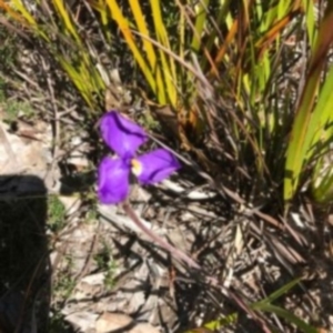 Patersonia sp. at Towamba, NSW - 7 Sep 2017