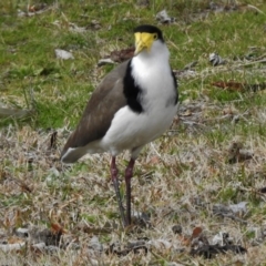 Vanellus miles (Masked Lapwing) at Cotter Reserve - 7 Sep 2017 by JohnBundock