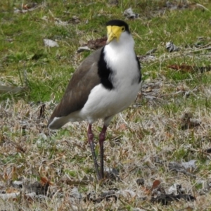 Vanellus miles at Uriarra Village, ACT - 7 Sep 2017