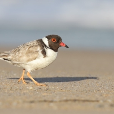 Charadrius rubricollis (Hooded Plover) at Tura Beach, NSW - 7 Sep 2017 by Leo