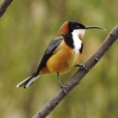 Acanthorhynchus tenuirostris (Eastern Spinebill) at Stromlo, ACT - 6 Sep 2017 by JohnBundock