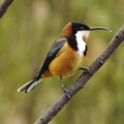 Acanthorhynchus tenuirostris (Eastern Spinebill) at Stromlo, ACT - 6 Sep 2017 by JohnBundock