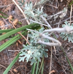 Actinotus helianthi (Flannel Flower) at Tura Beach, NSW - 6 Sep 2017 by May