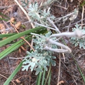 Actinotus helianthi at Tura Beach, NSW - 7 Sep 2017