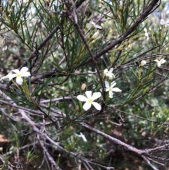 Ricinocarpos pinifolius (Wedding Bush) at Bournda, NSW - 6 Sep 2017 by May