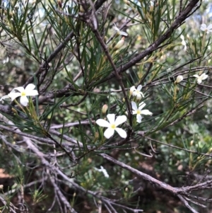 Ricinocarpos pinifolius at Bournda, NSW - 7 Sep 2017