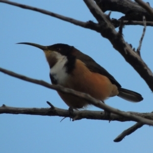 Acanthorhynchus tenuirostris at Bonython, ACT - 7 Sep 2017