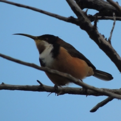 Acanthorhynchus tenuirostris (Eastern Spinebill) at Pine Island to Point Hut - 6 Sep 2017 by michaelb