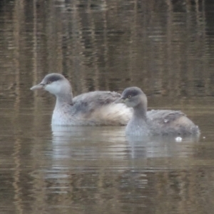 Tachybaptus novaehollandiae at Paddys River, ACT - 8 Jul 2017