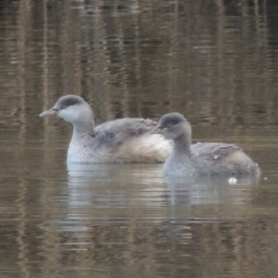 Tachybaptus novaehollandiae (Australasian Grebe) at Paddys River, ACT - 8 Jul 2017 by MichaelBedingfield