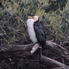 Microcarbo melanoleucos (Little Pied Cormorant) at Paddys River, ACT - 8 Jul 2017 by michaelb