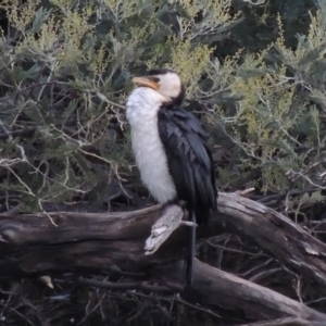 Microcarbo melanoleucos at Paddys River, ACT - 8 Jul 2017 06:36 PM