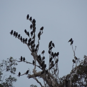 Sturnus vulgaris at Paddys River, ACT - 8 Jul 2017