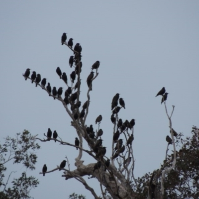 Sturnus vulgaris (Common Starling) at Point Hut to Tharwa - 8 Jul 2017 by michaelb