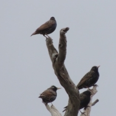 Sturnus vulgaris at Paddys River, ACT - 8 Jul 2017