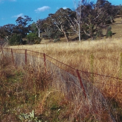 Bothriochloa macra (Red Grass, Red-leg Grass) at Conder, ACT - 15 Apr 2000 by MichaelBedingfield