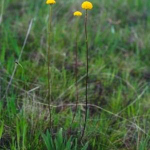 Craspedia variabilis at Conder, ACT - 23 Oct 2000